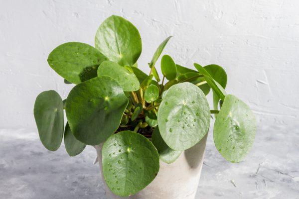 Vanding af pilea